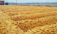 东北玉米价格逐步回归市场